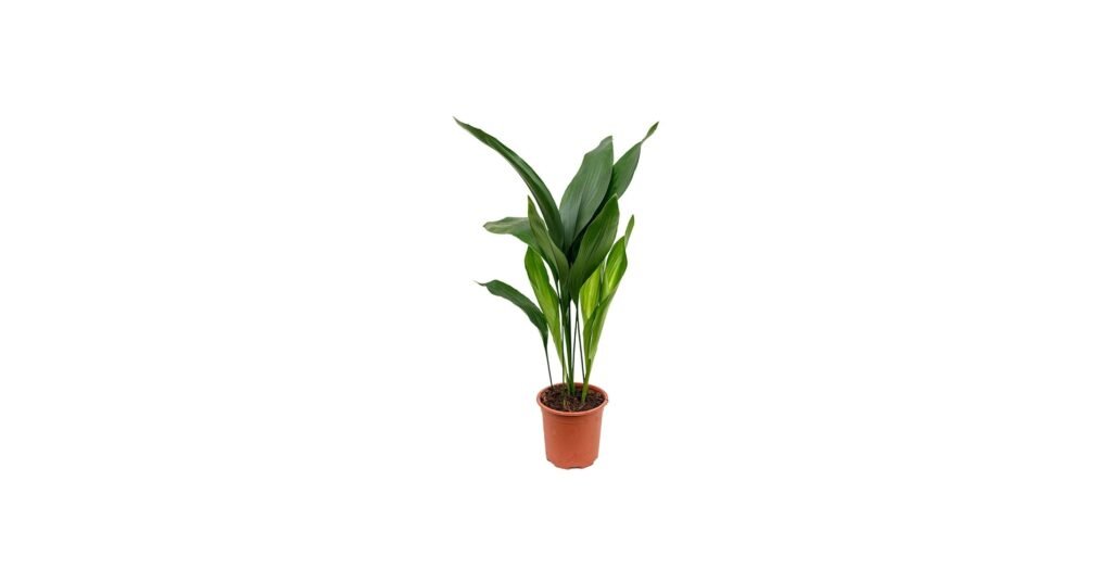 Cast iron plant with long dark green leaves placed in a shaded room corner