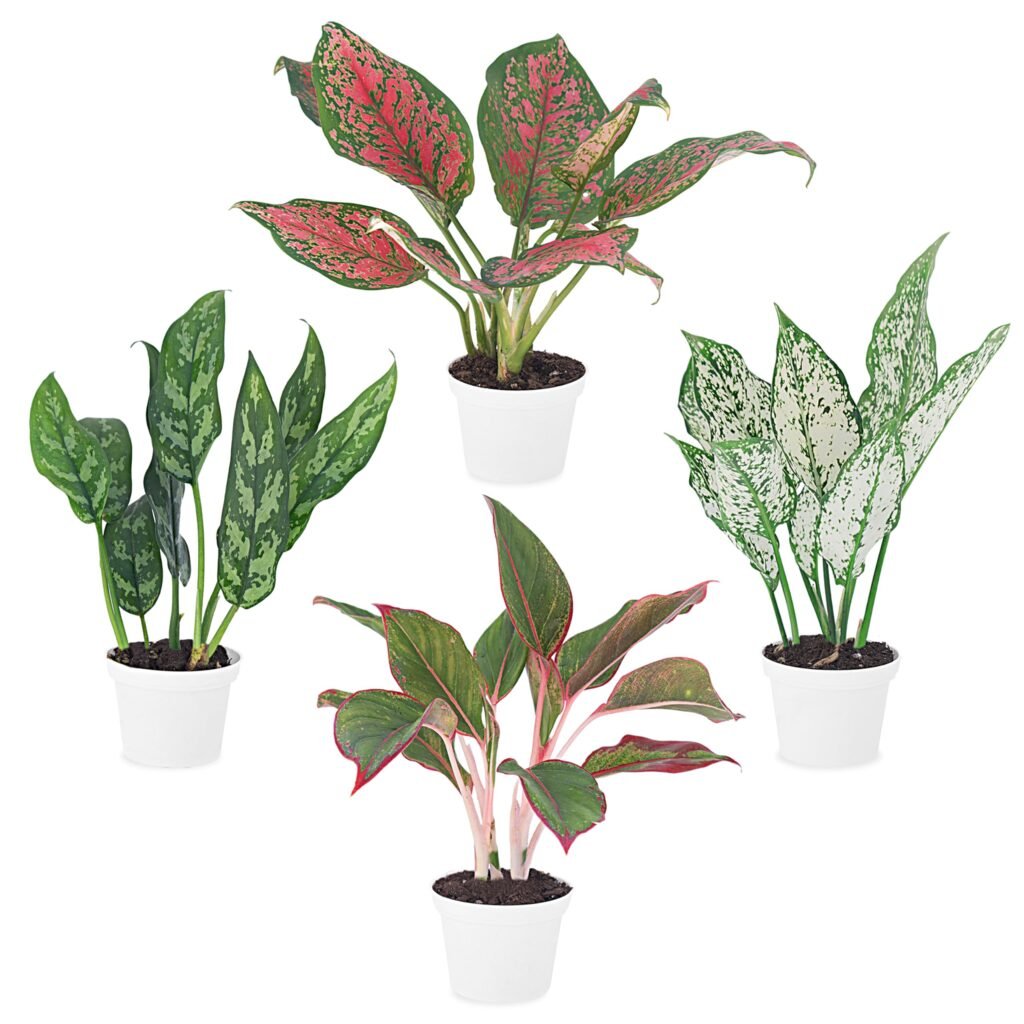 Chinese evergreen with patterned green and silver leaves in a ceramic pot indoors