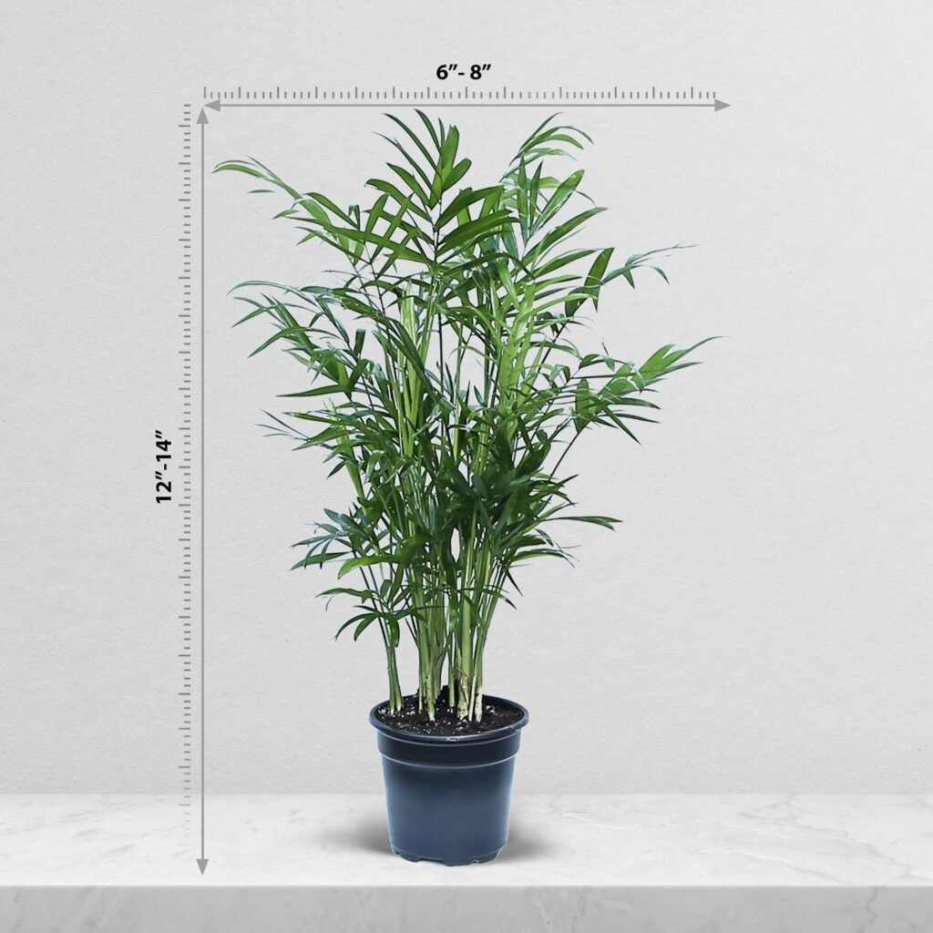 Parlor palm with feathery fronds in a woven basket planter in a living room