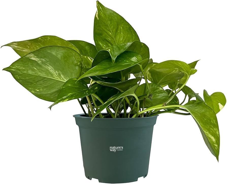 Golden pothos trailing from a shelf with heart-shaped green leaves