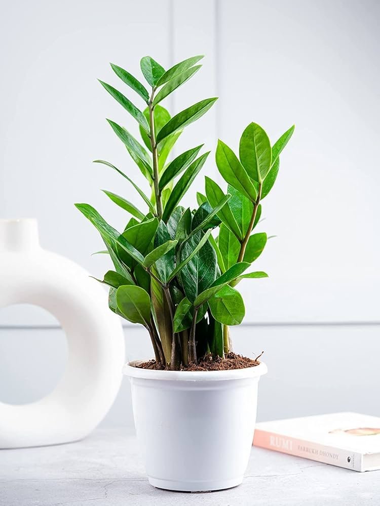 ZZ plant with glossy oval leaves in a white planter on an indoor table