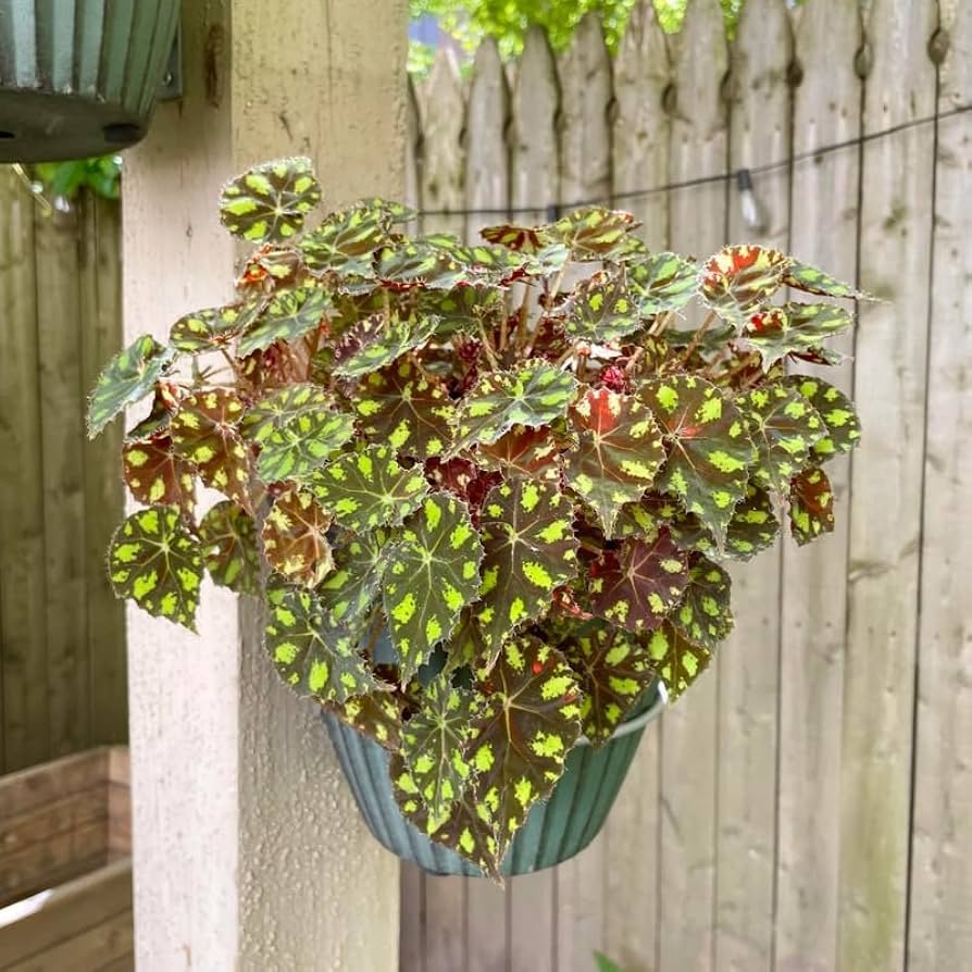 Begonia hanging basket with cascading white flowers in full shade
