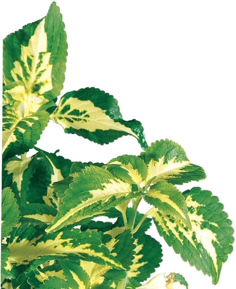 Coleus hanging basket with multicolor foliage in shaded outdoor space