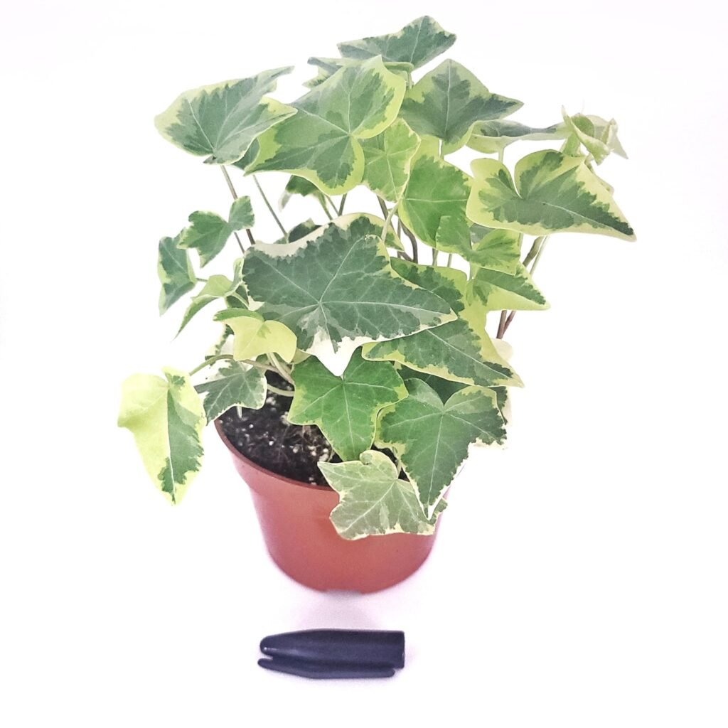 English ivy trailing green vines in hanging bathroom planter near shower