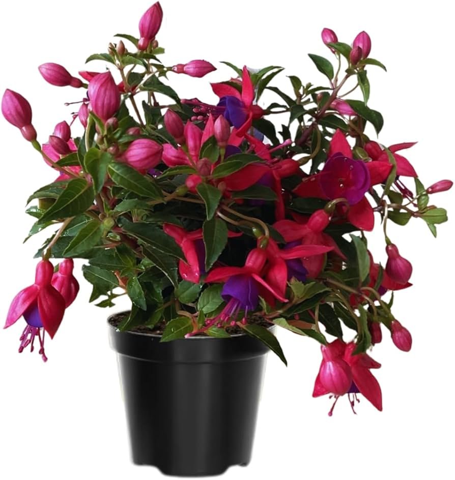 Fuchsia hanging basket with pink and purple drooping flowers in shaded porch