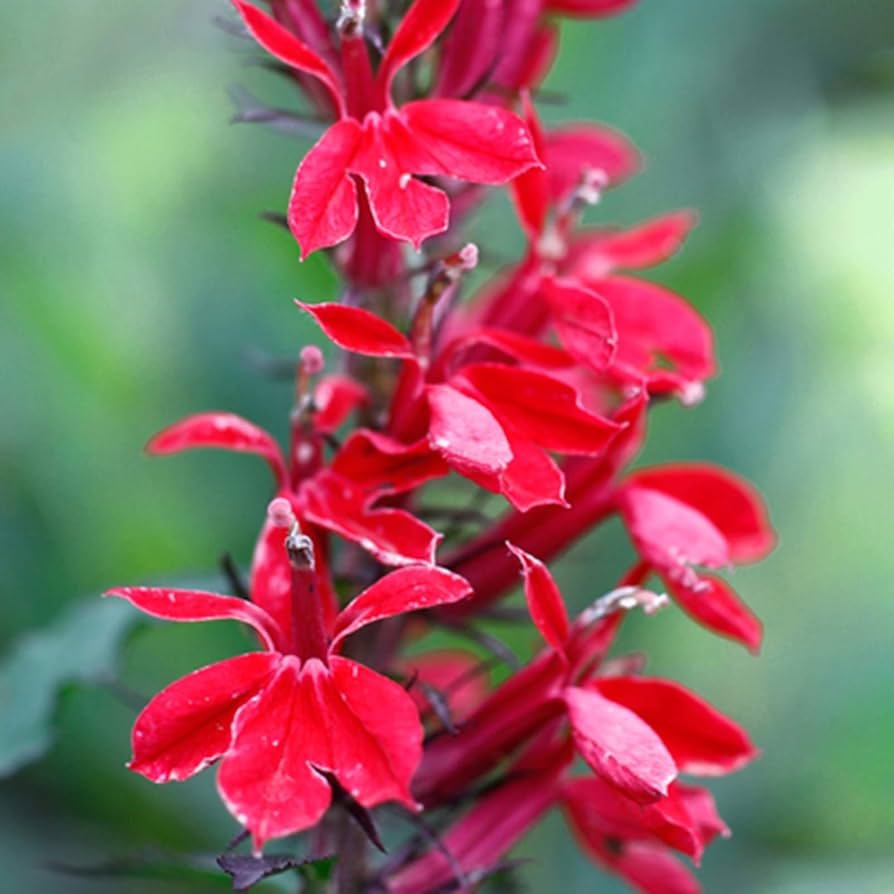 Lobelia hanging basket with blue trailing flowers under covered porch