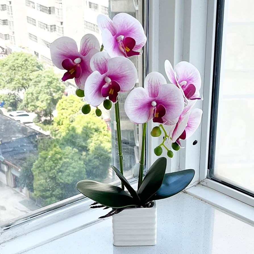 White orchid with blooming flowers placed near bathroom window