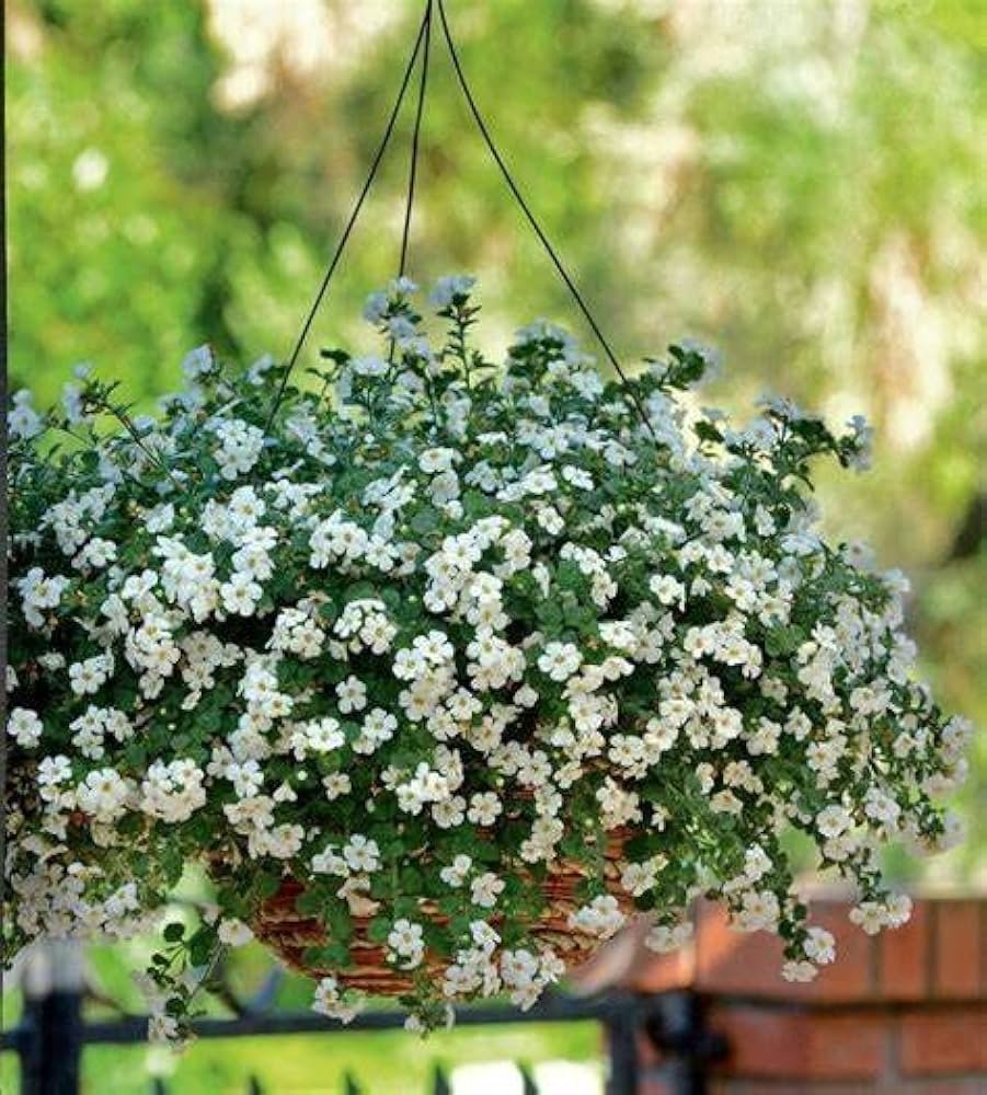 Trailing bacopa hanging basket with white cascading blooms in shade