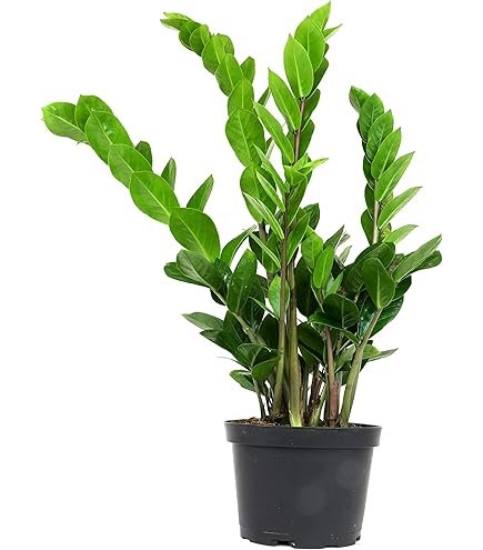 ZZ plant with glossy dark green leaves in ceramic pot on bathroom counter