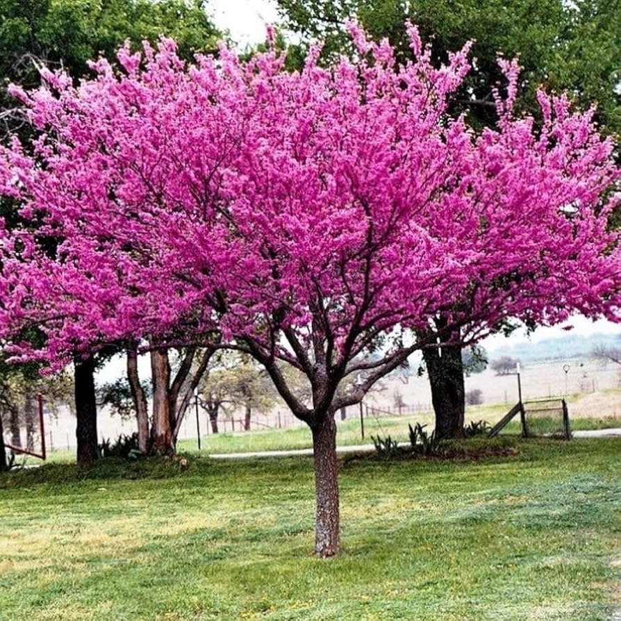 Eastern redbud tree covered in pink blossoms near a front yard walkway