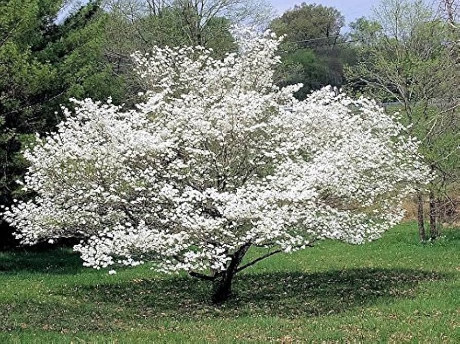 Flowering dogwood tree with white spring blooms in a front yard landscape