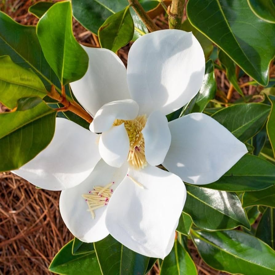 Small magnolia tree with large white flowers beside a house entrance