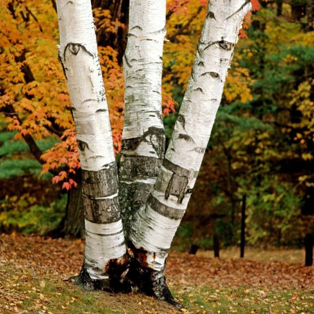 Paper birch tree with white peeling bark and yellow fall leaves in a front yard