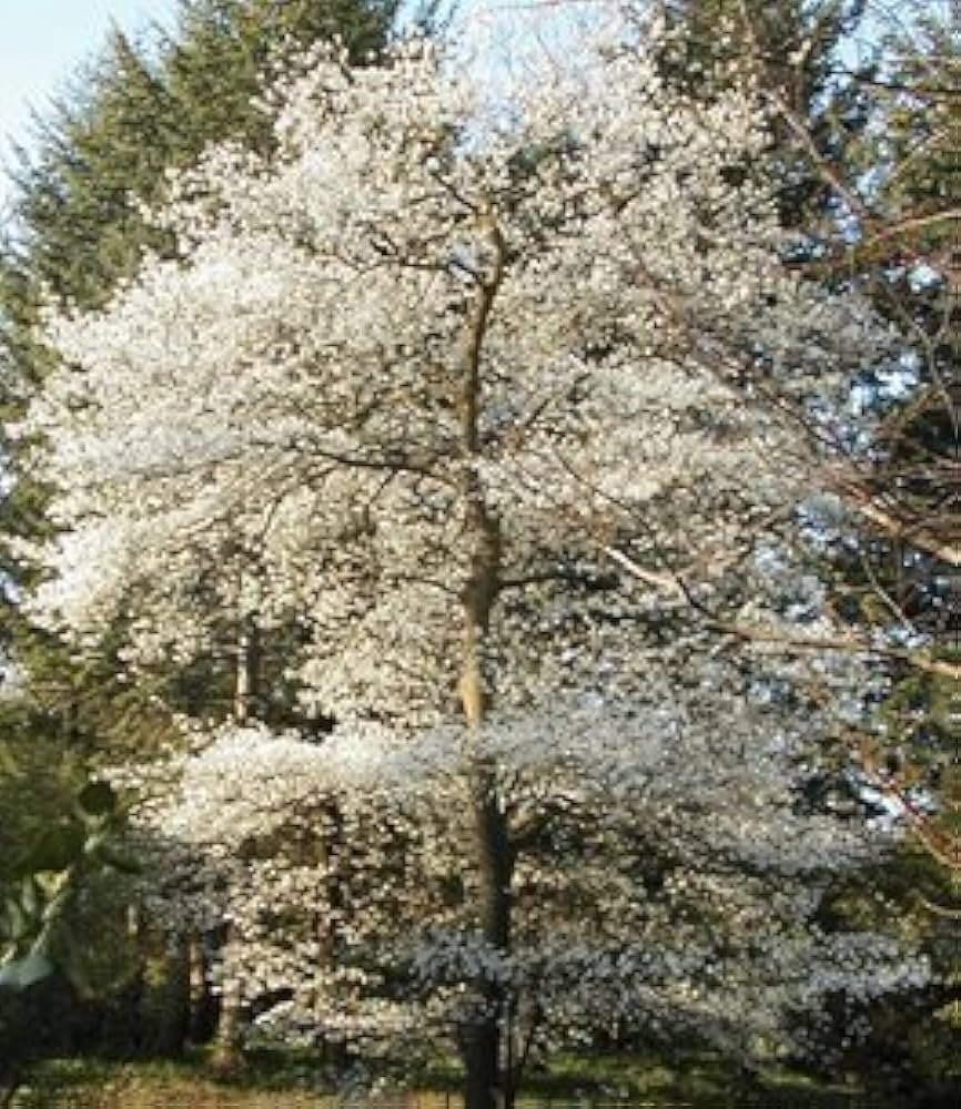 Serviceberry tree with white spring flowers and a neat multi-stem form