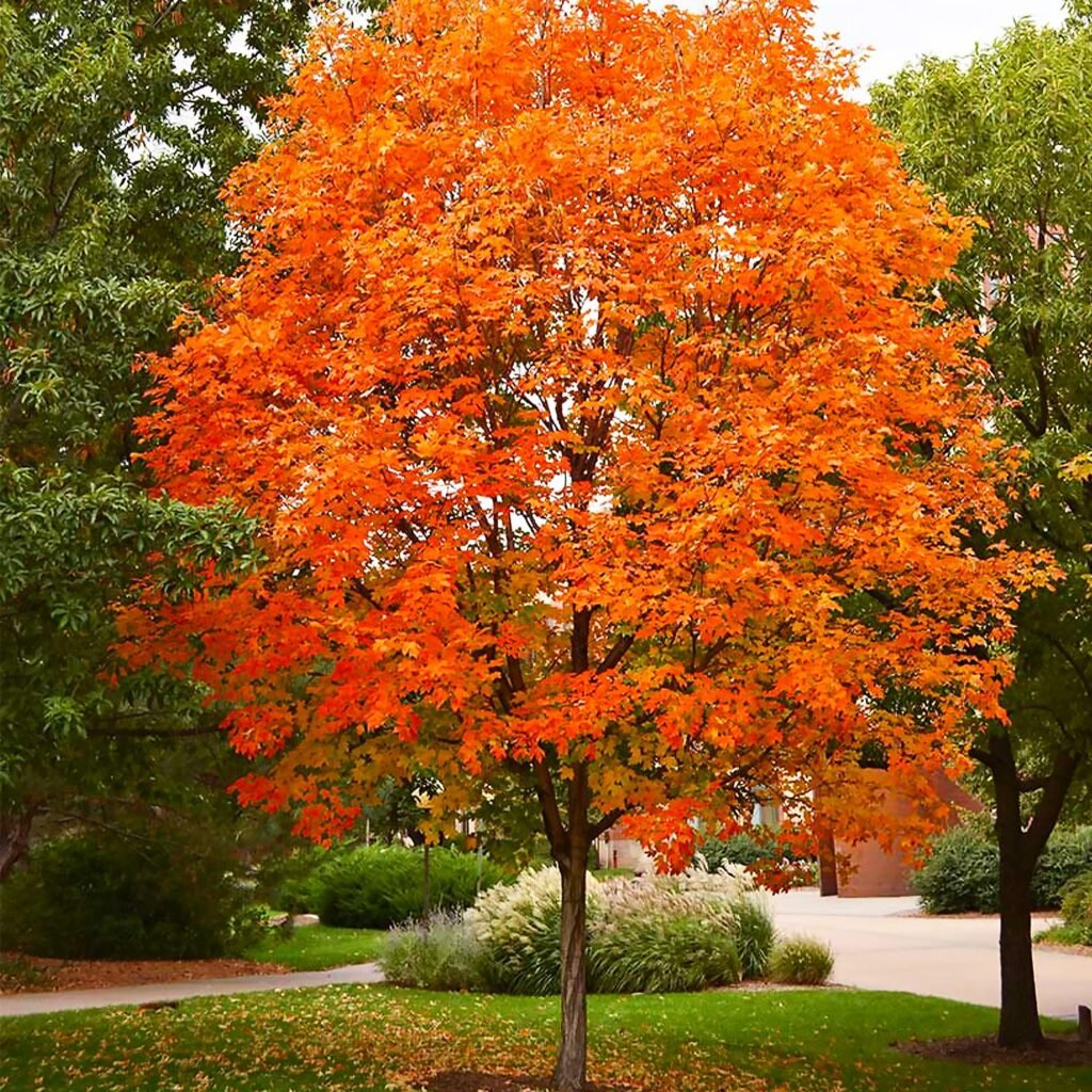 Sugar maple tree with orange-red fall leaves shading a front lawn