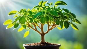 best soil for money tree