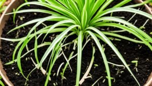 best soil for spider plants