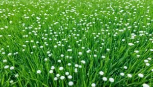 best weed and feed for bermuda grass