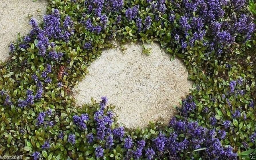 Ajuga ground cover with dark purple leaves and blue flower spikes growing in partial shade.