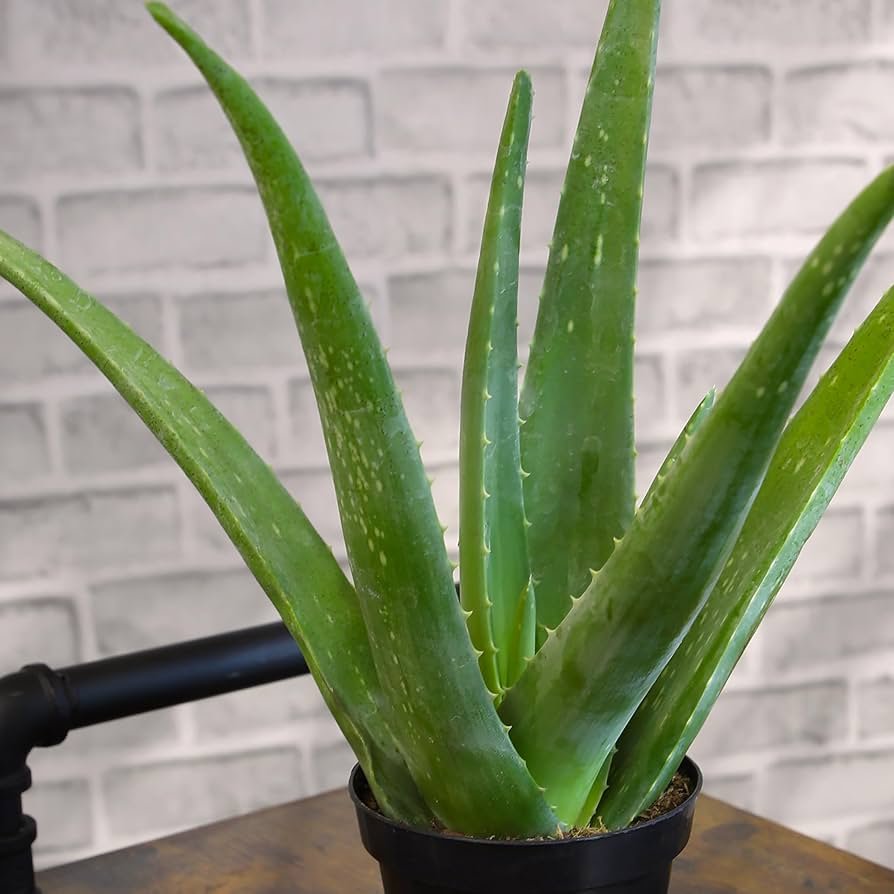 Aloe vera plant with thick pointed leaves in a small pot on a bright windowsill, included in the best indoor plants for oxygen list.