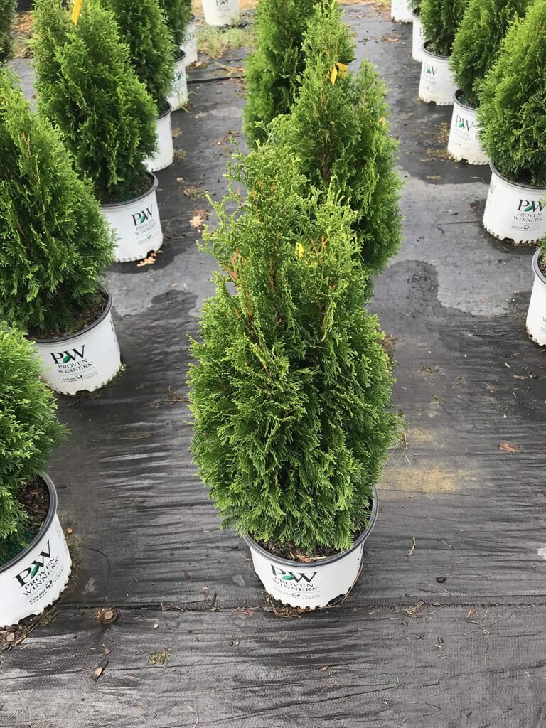 Arborvitae