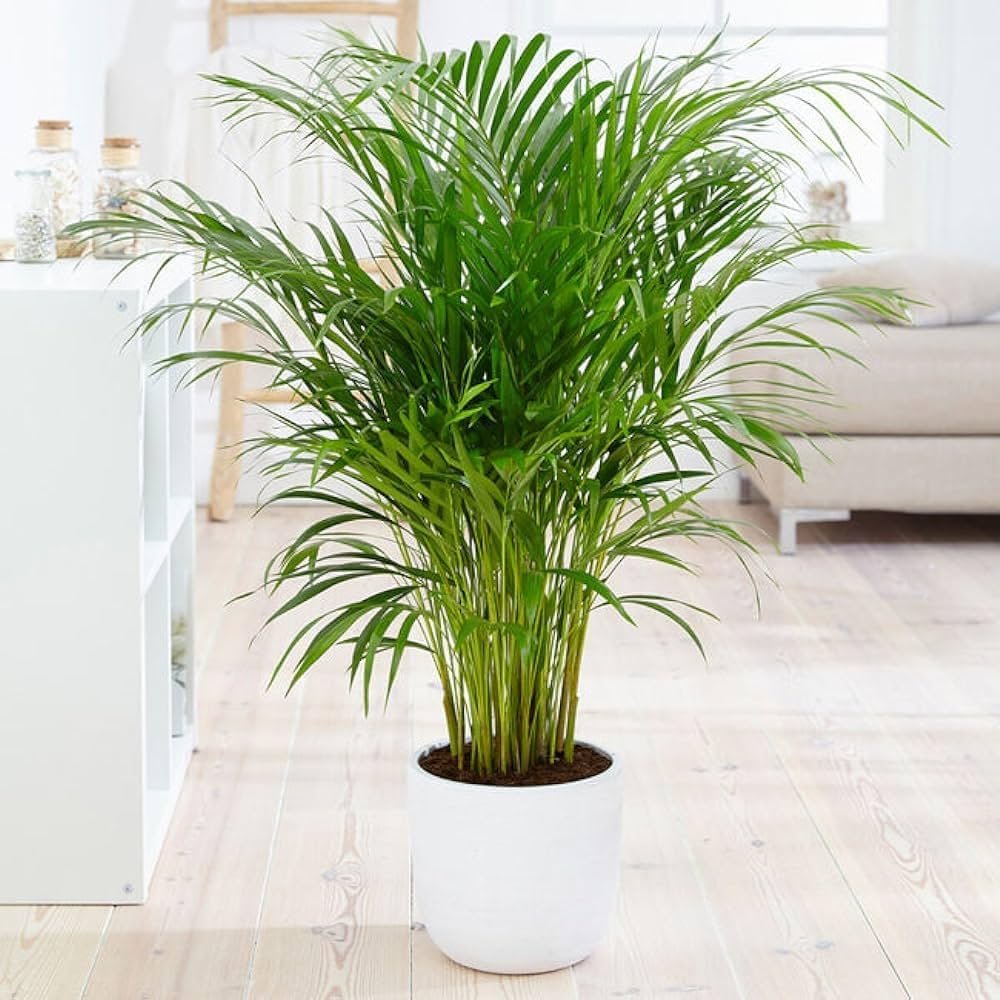 Areca palm with feathery fronds in a living room, featured as a best indoor plants for oxygen choice for larger spaces.