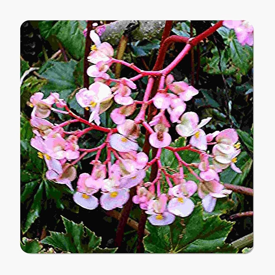 Shade begonia in a porch planter with colorful blooms and glossy leaves, photographed in bright shade.
