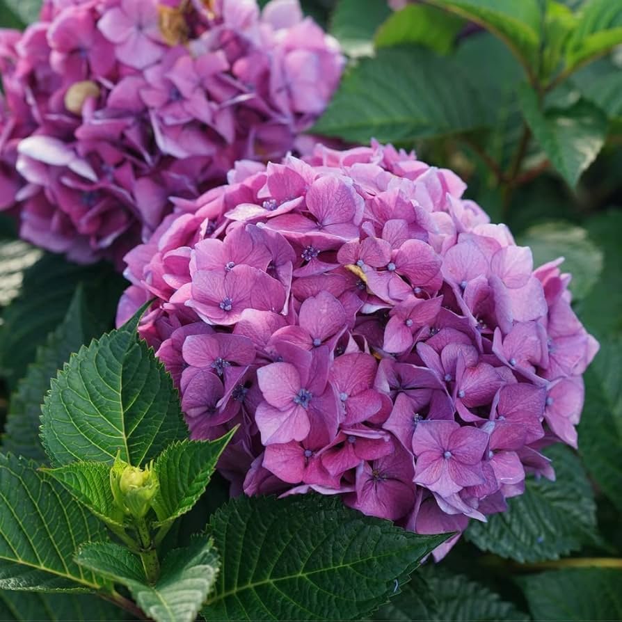 Bigleaf hydrangea in a porch container with large pink or blue flower clusters, placed in afternoon shade.