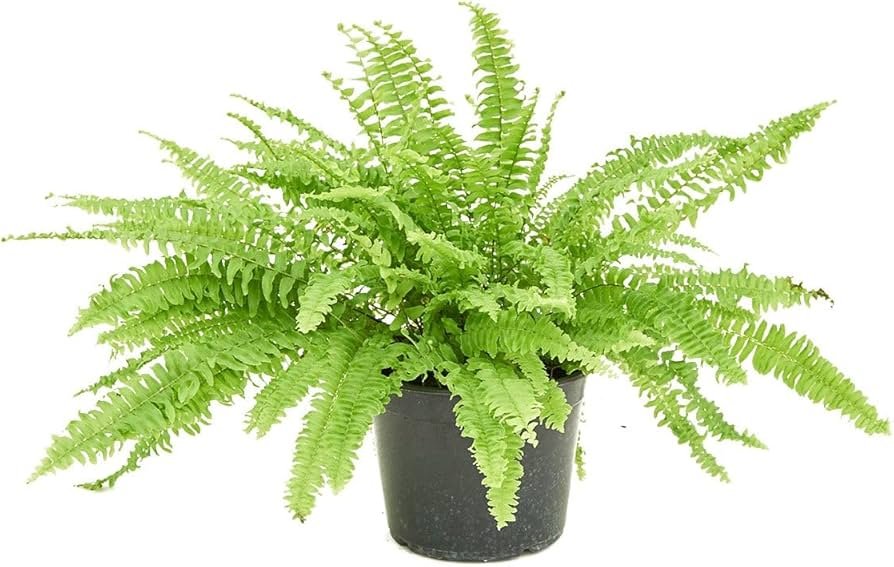 Boston fern in a hanging basket on a shaded porch, with long arching fronds spilling down.
