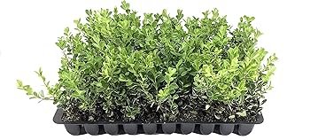 Boxwood Shrubs