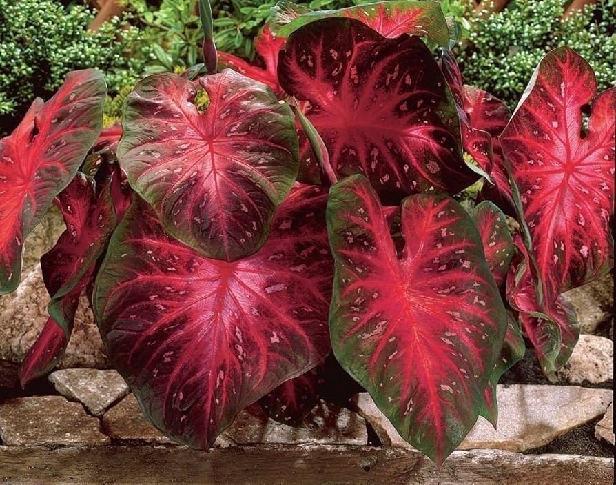 Caladium in a porch container with heart-shaped leaves in pink, green, and white, shown in shaded light.