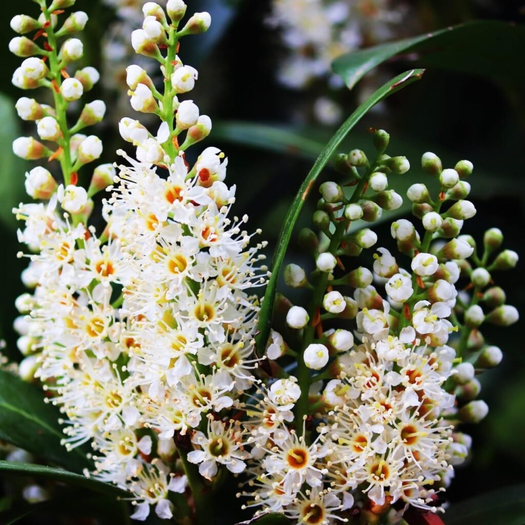 Cherry laurel hedge planted in a straight line for privacy screening near a patio.