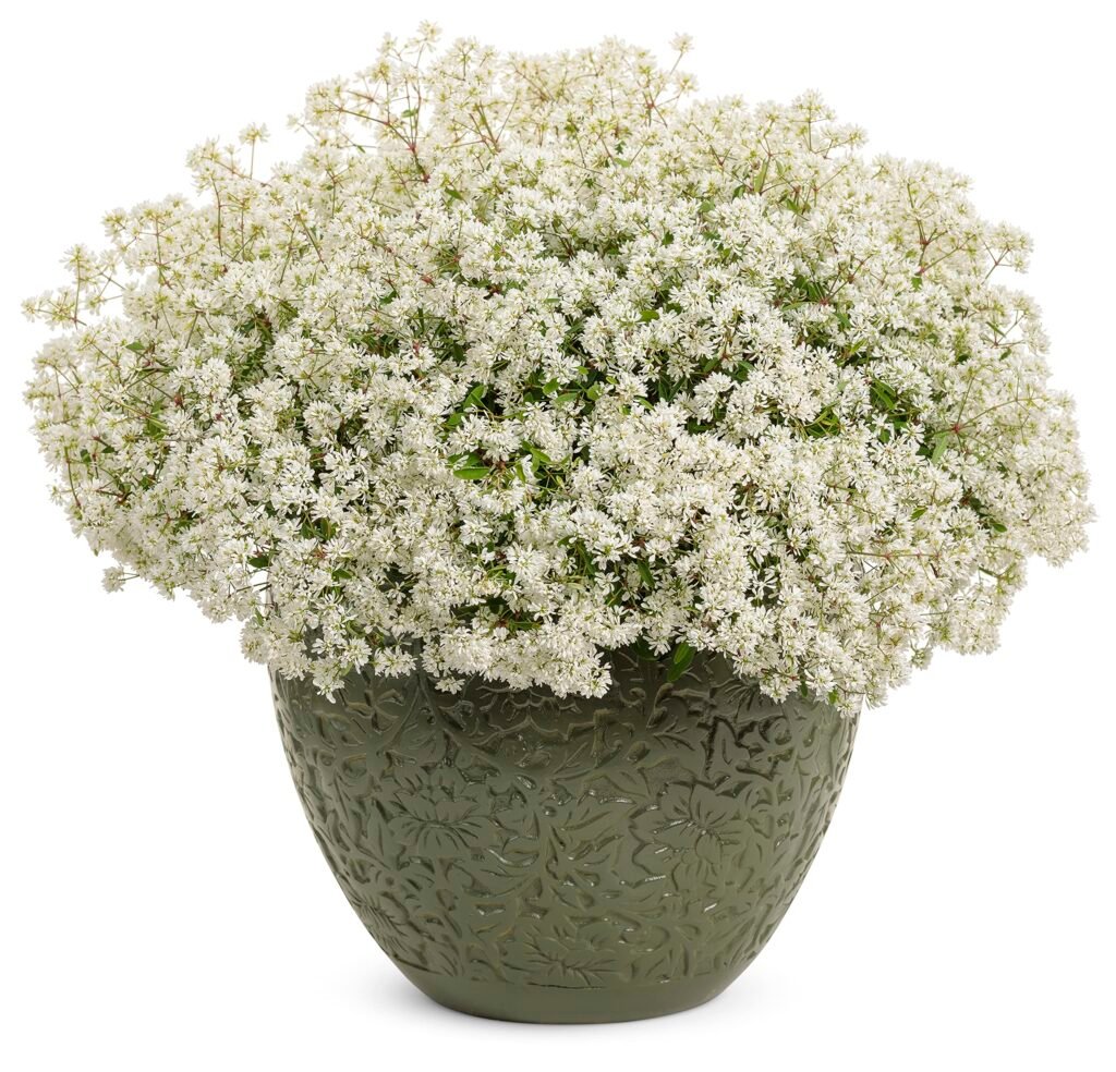 Diamond Snow euphorbia covered in small white blooms in a sunny container garden.