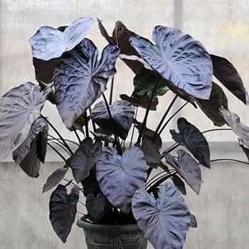 Elephant ear plant in a large porch container with oversized tropical leaves in partial shade.