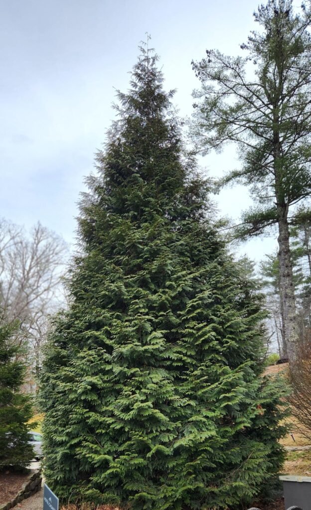 Tall Green Giant arborvitae row forming a dense privacy wall in a large backyard.