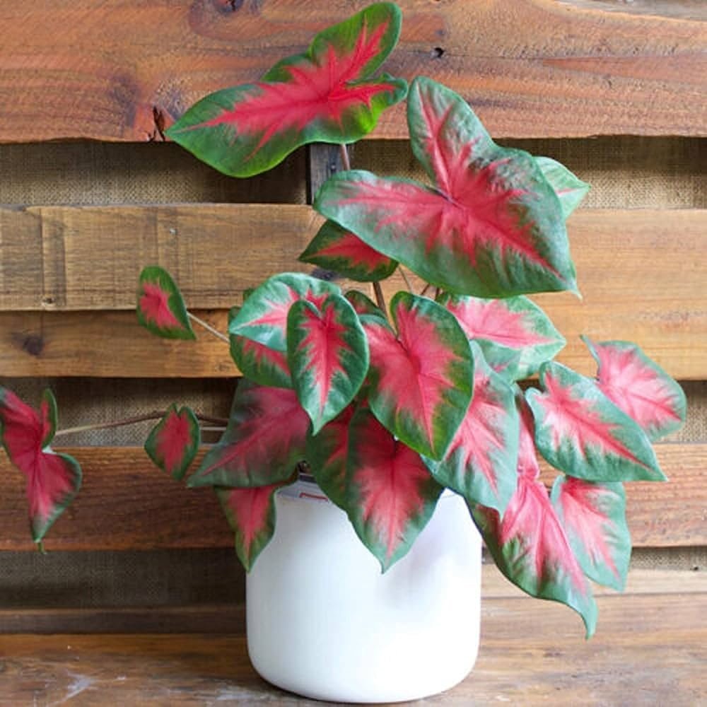 Heart to Heart caladium leaves growing in direct sun, showing bold leaf color for a full-sun garden.