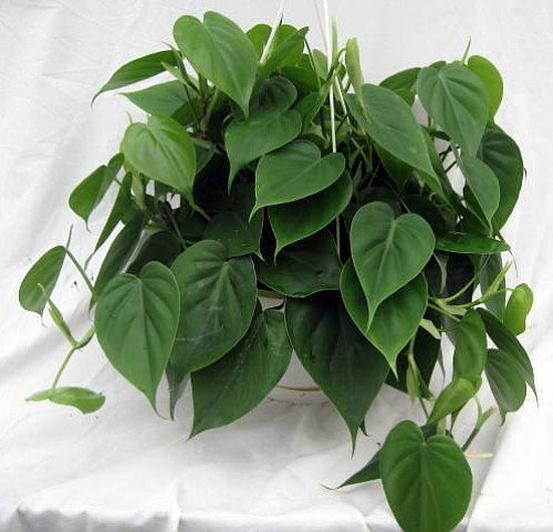 Heartleaf philodendron in a pot with trailing vines and glossy heart-shaped leaves, shown as a best indoor plants for oxygen option for low light.