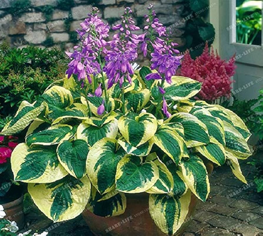 Hosta shade perennial with large variegated leaves planted in a mulched shade garden.