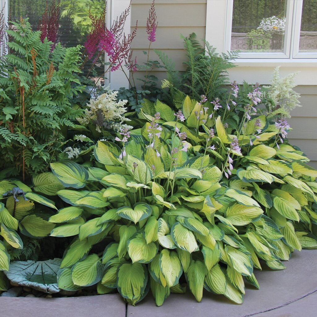 Hostas