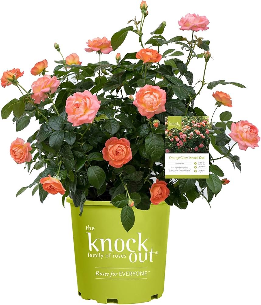 Knock Out Roses