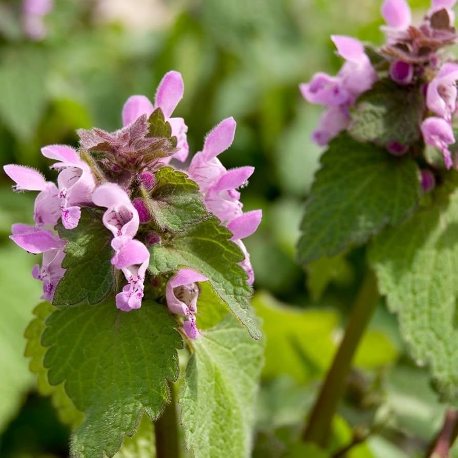 Lamium deadnettle ground cover with silver leaves and purple flowers spreading in a shaded border.