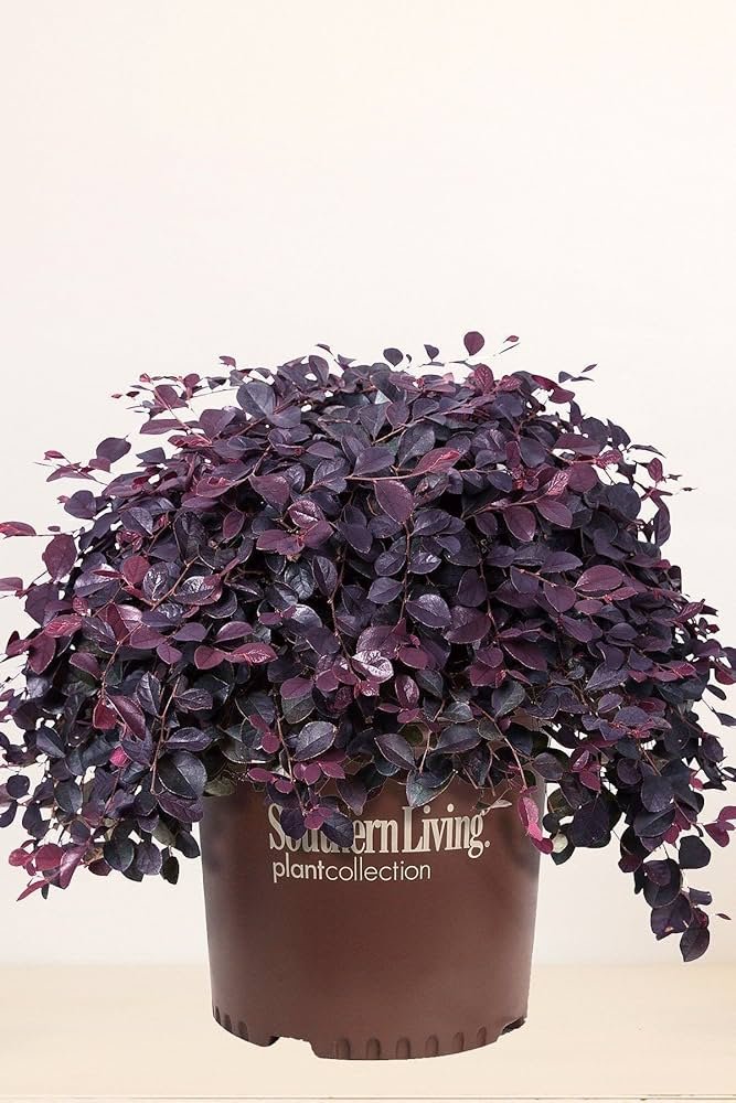 Purple Pixie loropetalum spilling over the edge of a porch pot with deep purple leaves in shade.