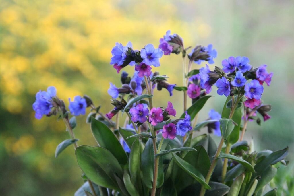 Lungwort perennial with silver-spotted leaves and small pink-to-blue flowers in early spring shade.