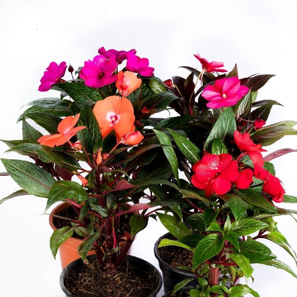 New Guinea impatiens in a porch planter with bright blooms and glossy leaves, placed in low light.