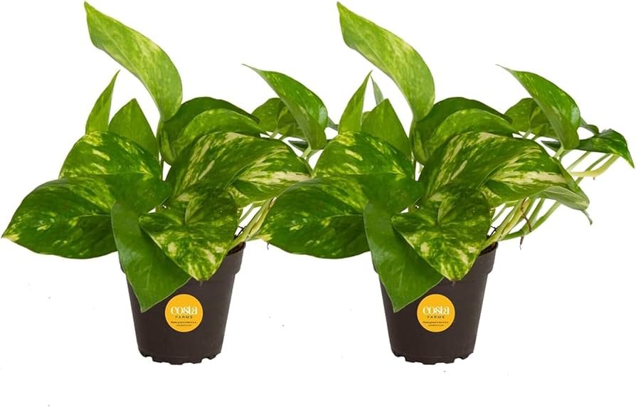 Pothos plant trailing down from a shelf with heart-shaped leaves, listed among the best indoor plants for oxygen for everyday rooms.