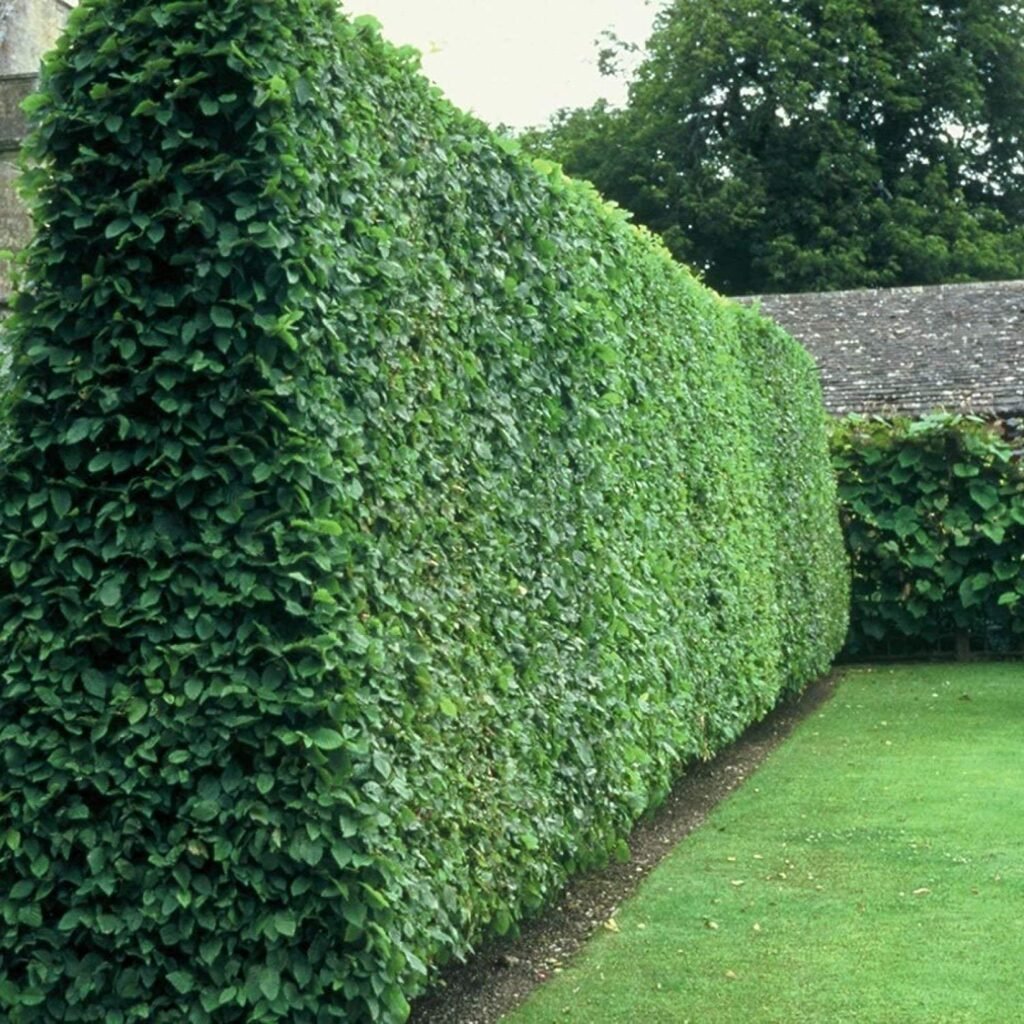 Privet hedge trimmed into a neat privacy wall along a property line.