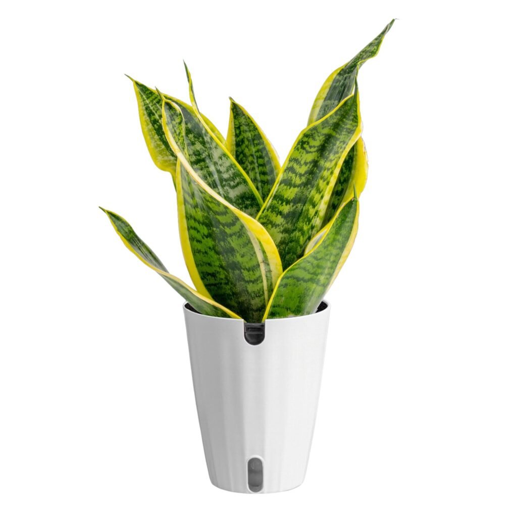 Snake plant in a bedroom corner, upright green leaves in a pot, shown as one of the best indoor plants for oxygen.