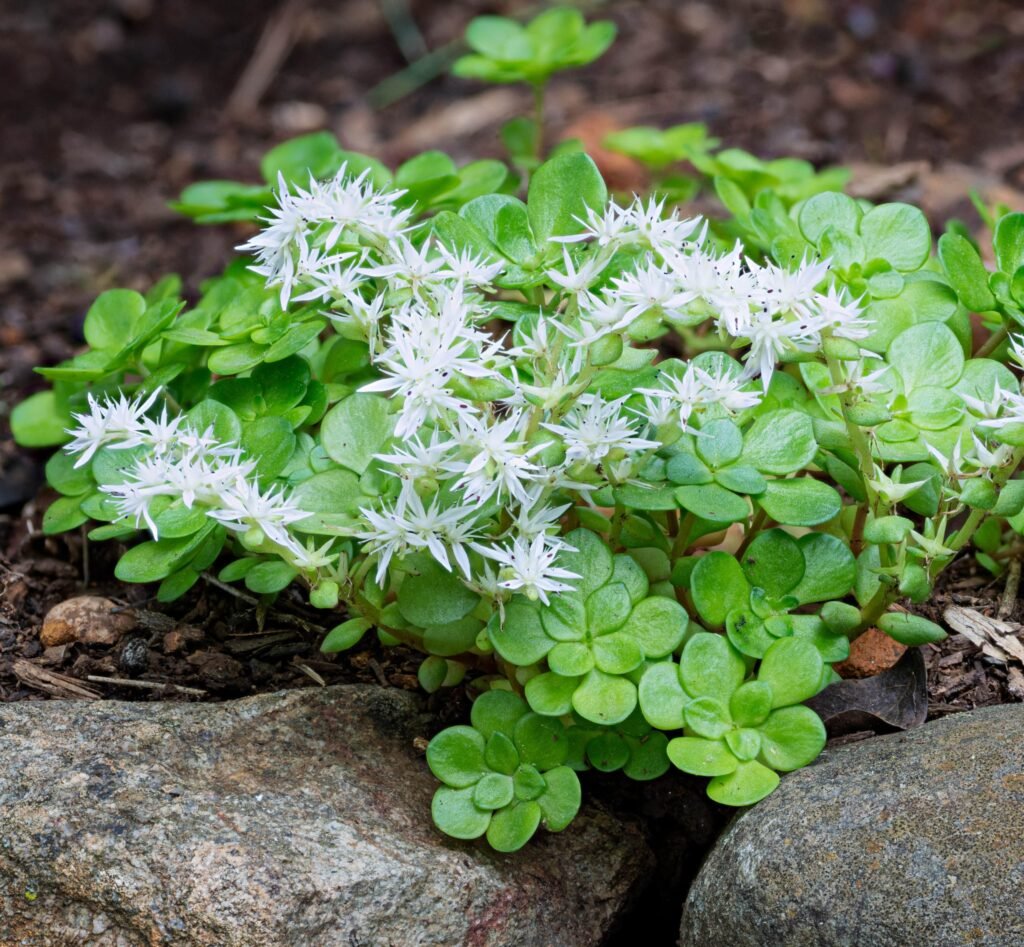 Stonecrop (Sedum)