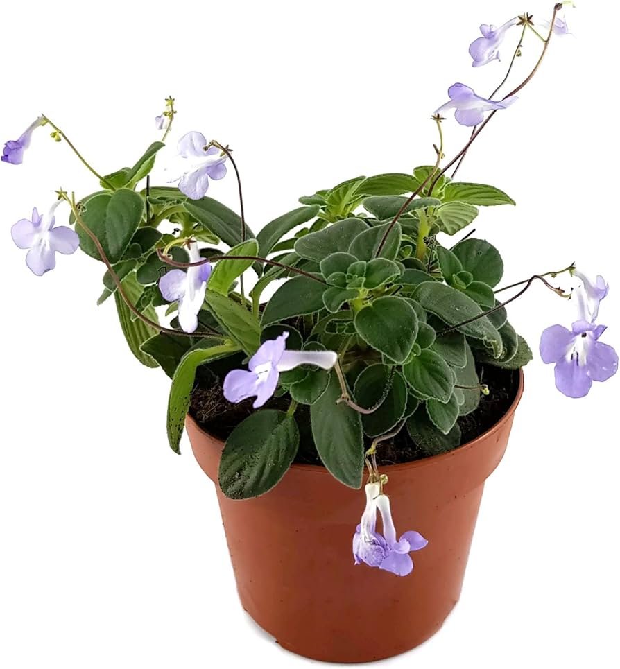 Streptocarpus saxorum trailing from a porch pot with small purple flowers in shaded conditions.