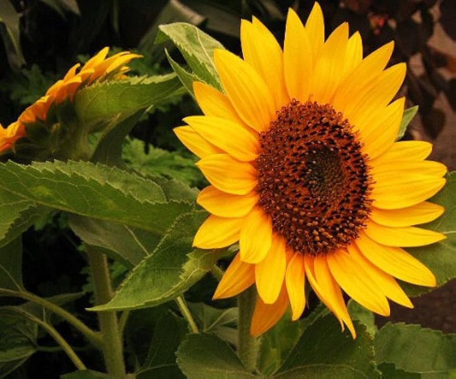 Suncible Yellow sunflower plant blooming in a full sun yard with multiple yellow flowers.